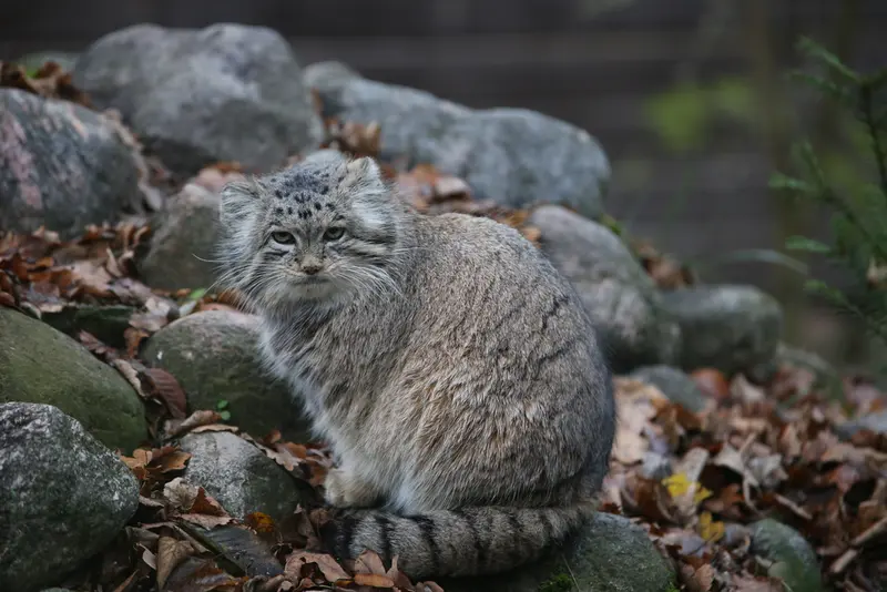 ポズナン新動物園のマニアの写真