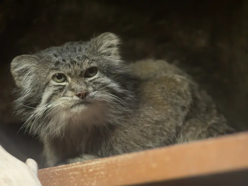 恩賜上野動物園のクリョンの写真