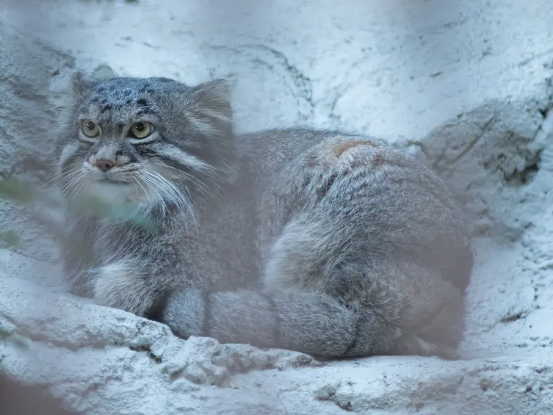 野毛山動物園のフィーガの写真
