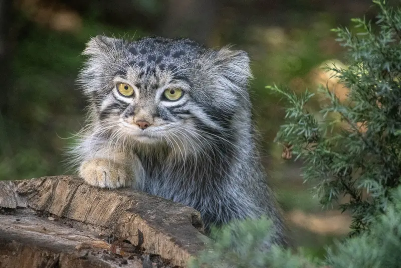 モスクワ動物園のティモフェイの写真