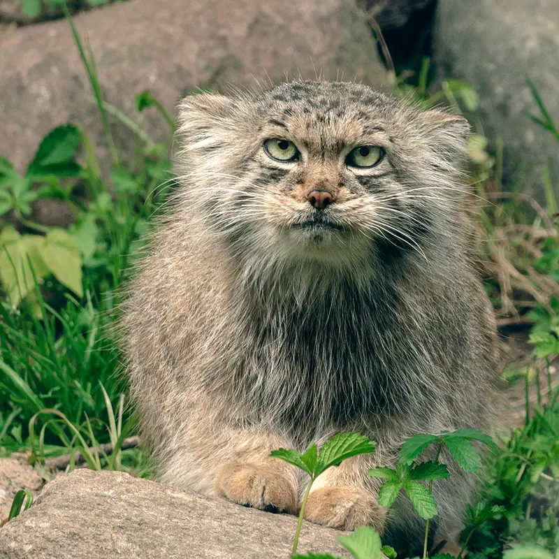 リトアニア動物園のメリッサの写真