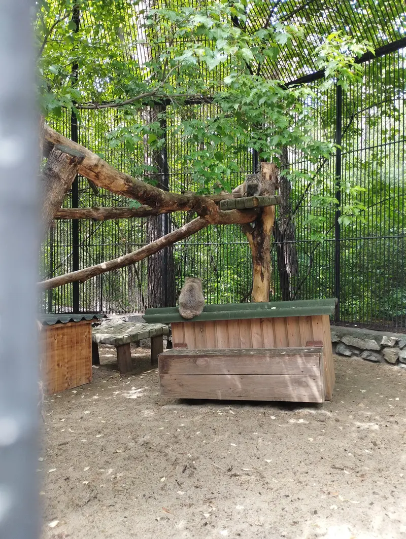 ノヴォシビルスク動物園のマヌルネコの写真