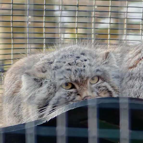 グダニスク動物園のアルタイの写真