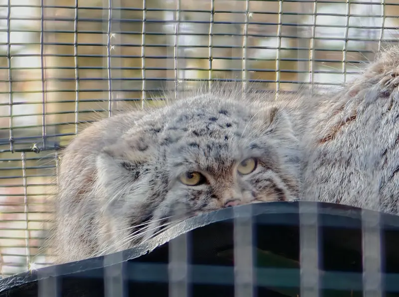 グダニスク動物園のアルタイの写真