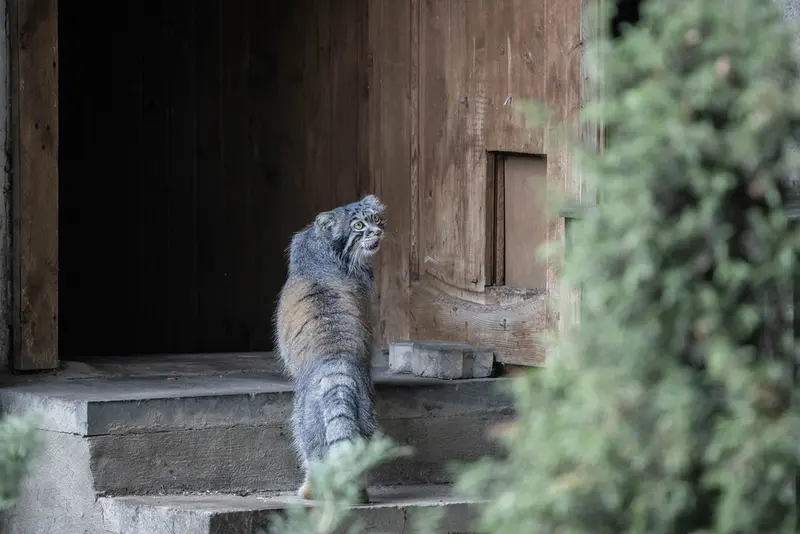 モスクワ動物園のティモフェイの写真