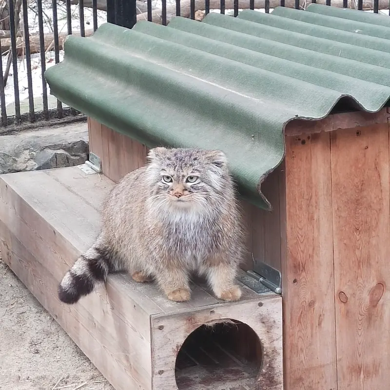 ノヴォシビルスク動物園のガビの写真