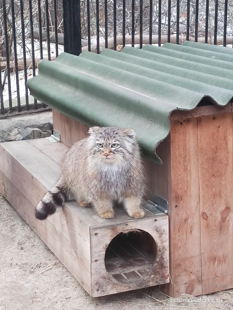 ノヴォシビルスク動物園のガビの写真