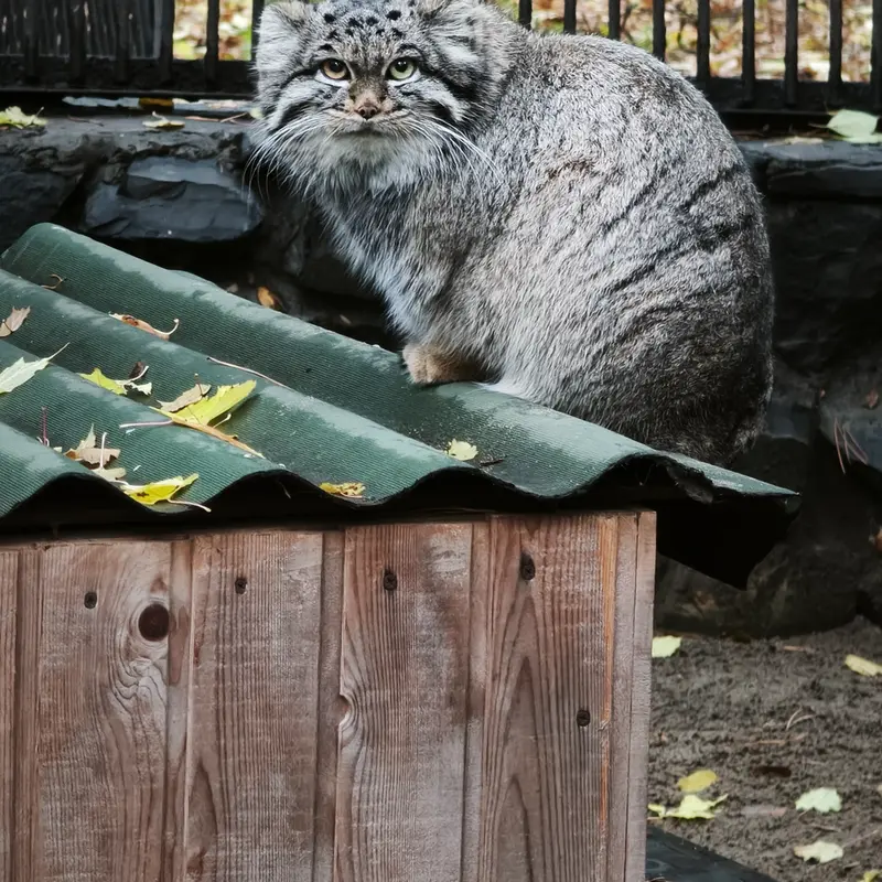 ノヴォシビルスク動物園のカトゥンの写真
