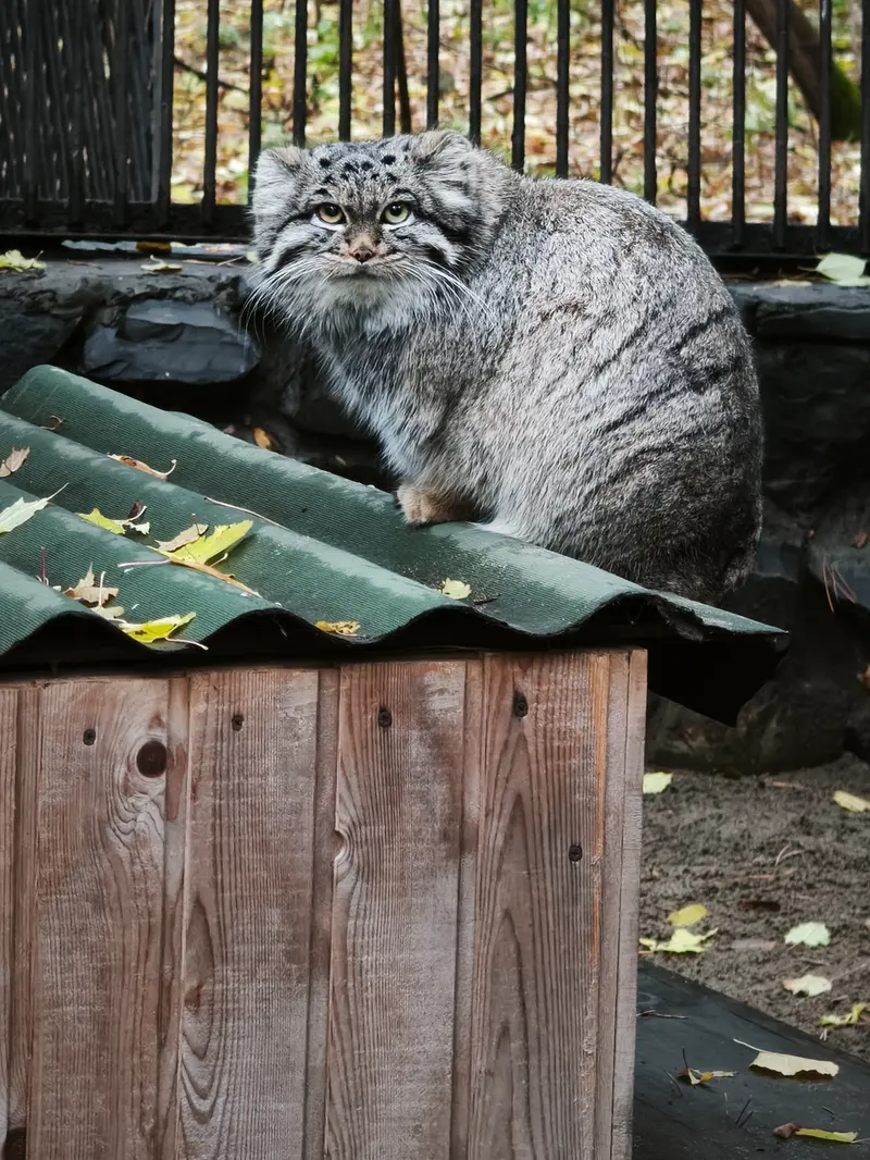 ノヴォシビルスク動物園のカトゥンの写真