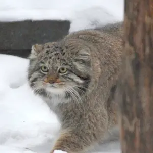 ノヴォシビルスク動物園のミアの写真