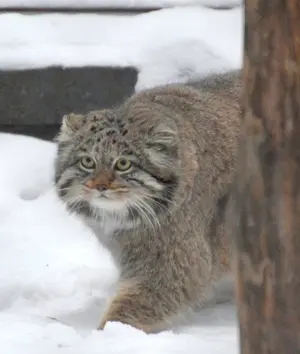 ノヴォシビルスク動物園のミアの写真