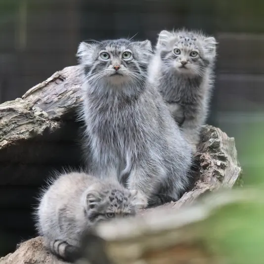 グダニスク動物園のウラの写真