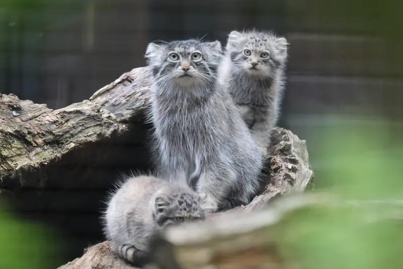 グダニスク動物園のウラの写真