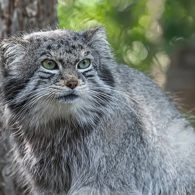 シャイアン・マウンテン動物園のボーの写真