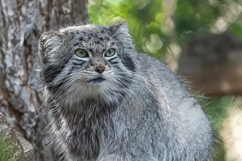 シャイアン・マウンテン動物園のボーの写真
