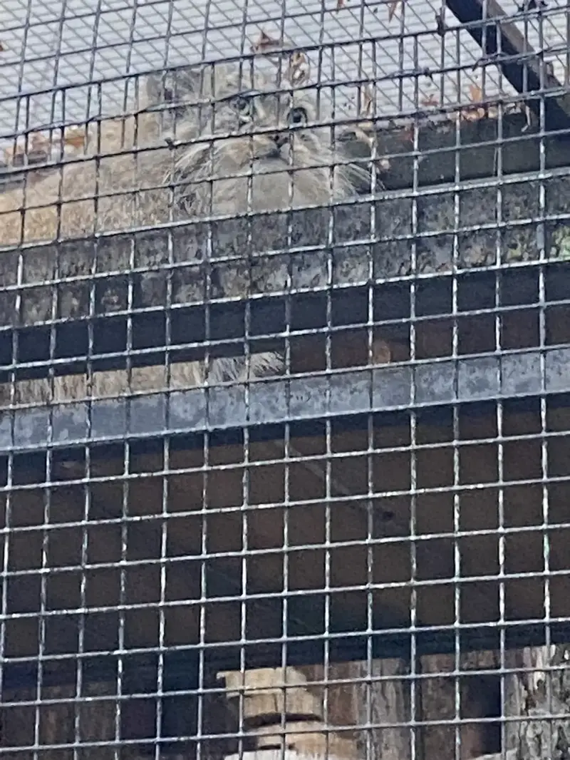 レニングラード動物園のシューの写真