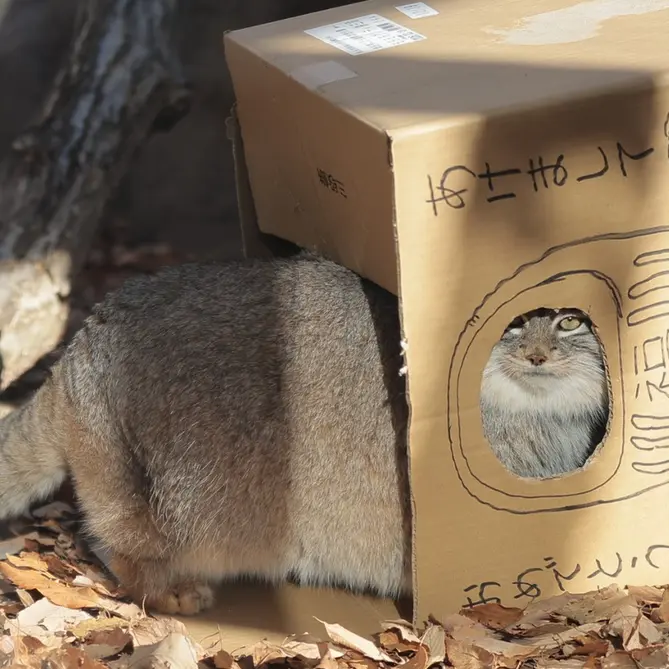 埼玉県こども動物自然公園のオリーヴァの写真
