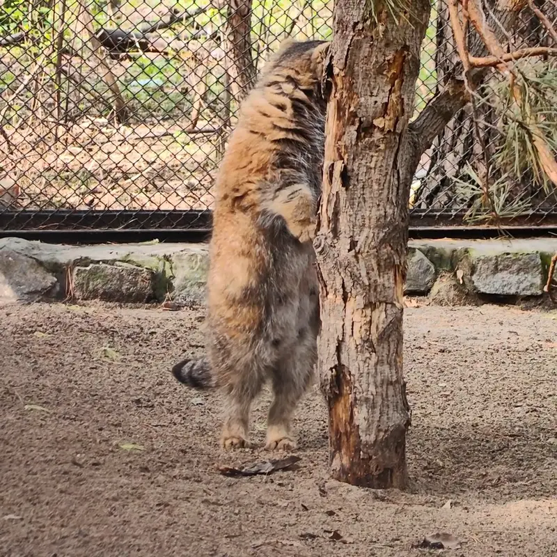 ノヴォシビルスク動物園のマヌルネコの写真