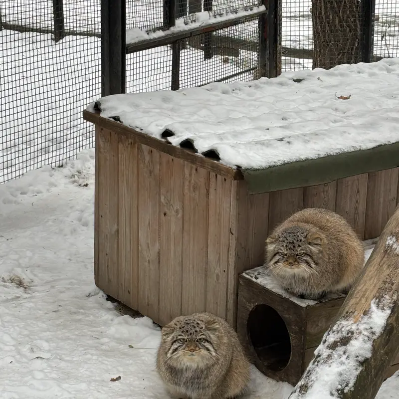 ノヴォシビルスク動物園のキムとスキフの写真