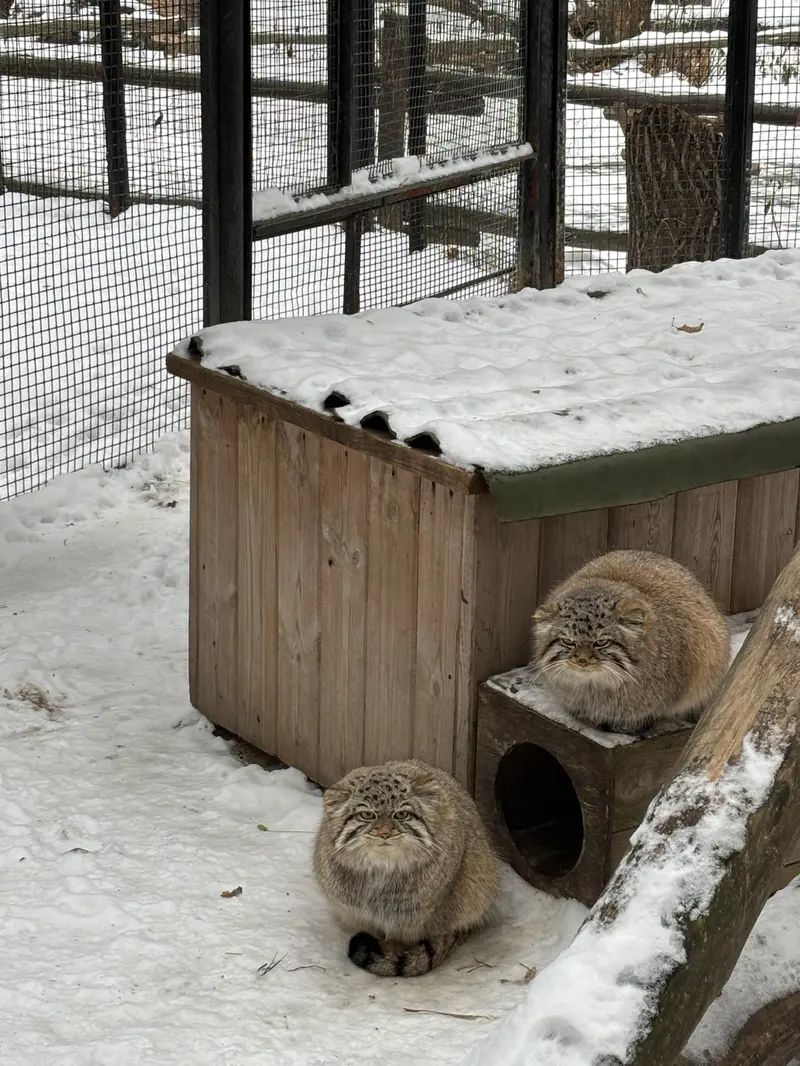ノヴォシビルスク動物園のキムとスキフの写真