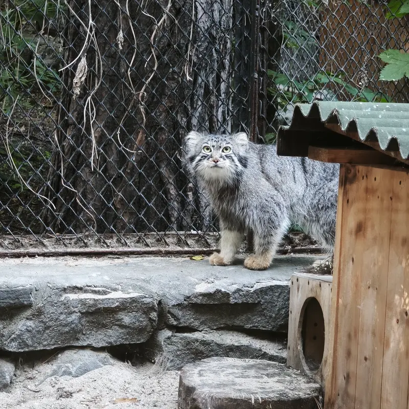 ノヴォシビルスク動物園のルフの写真