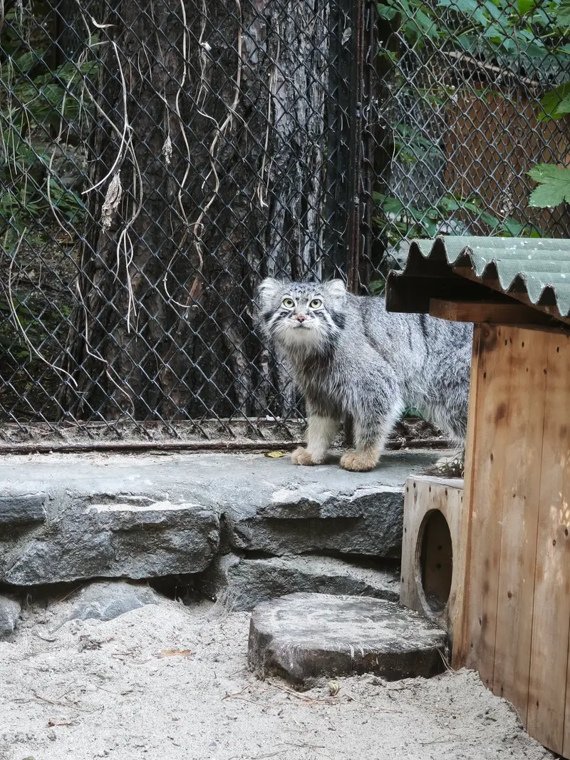 ノヴォシビルスク動物園のルフの写真