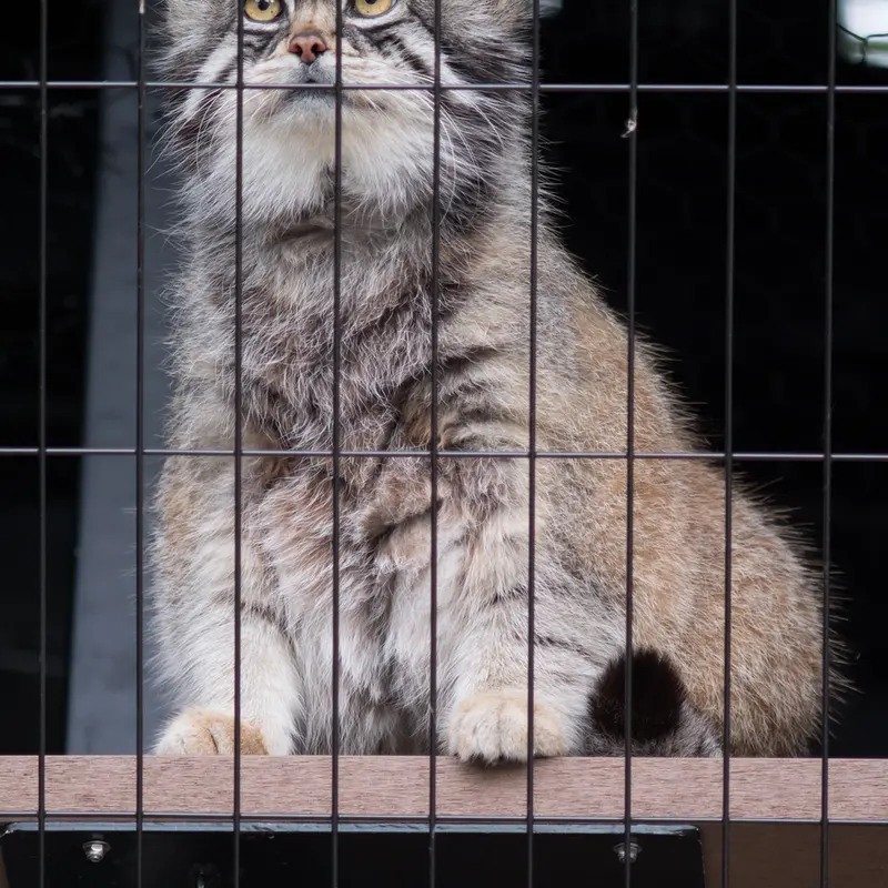 旭山動物園のグルーシャの写真