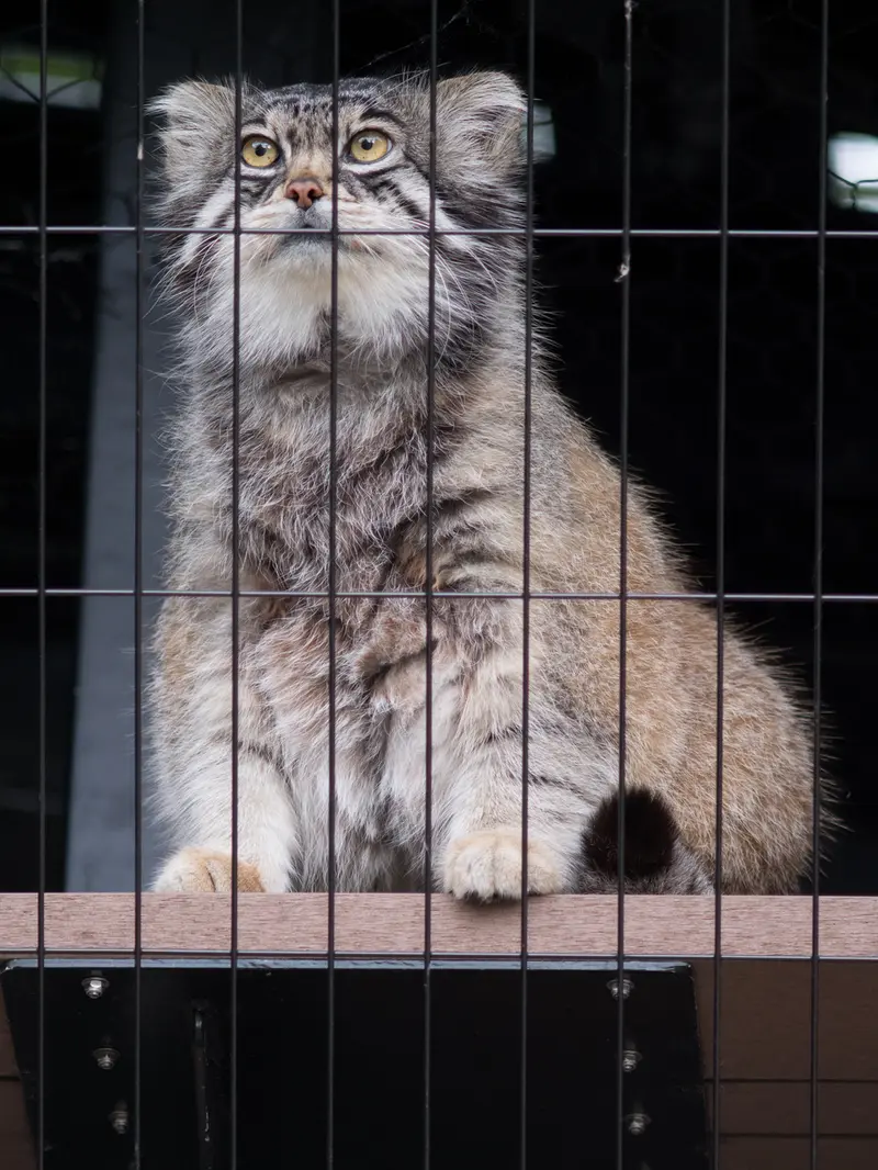 旭山動物園のグルーシャの写真