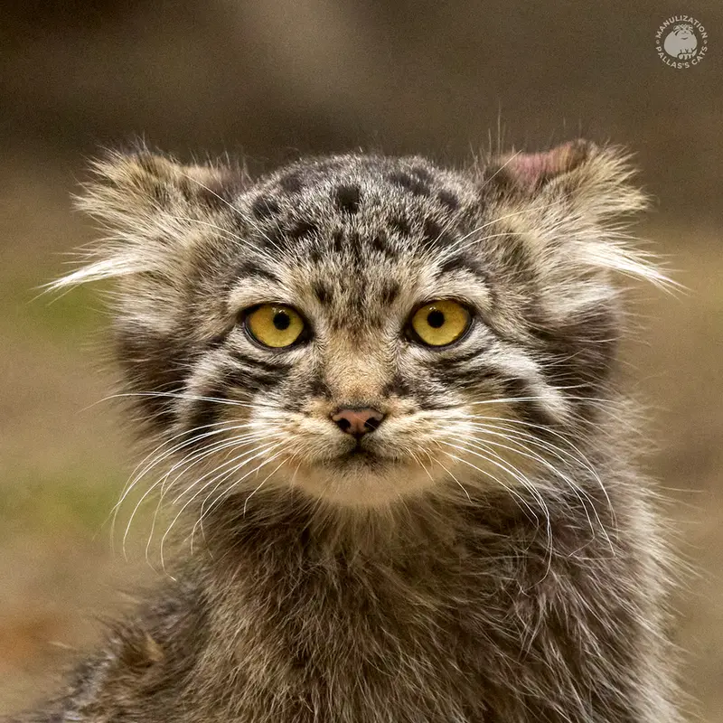 ノヴォシビルスク動物園のラッキーの写真