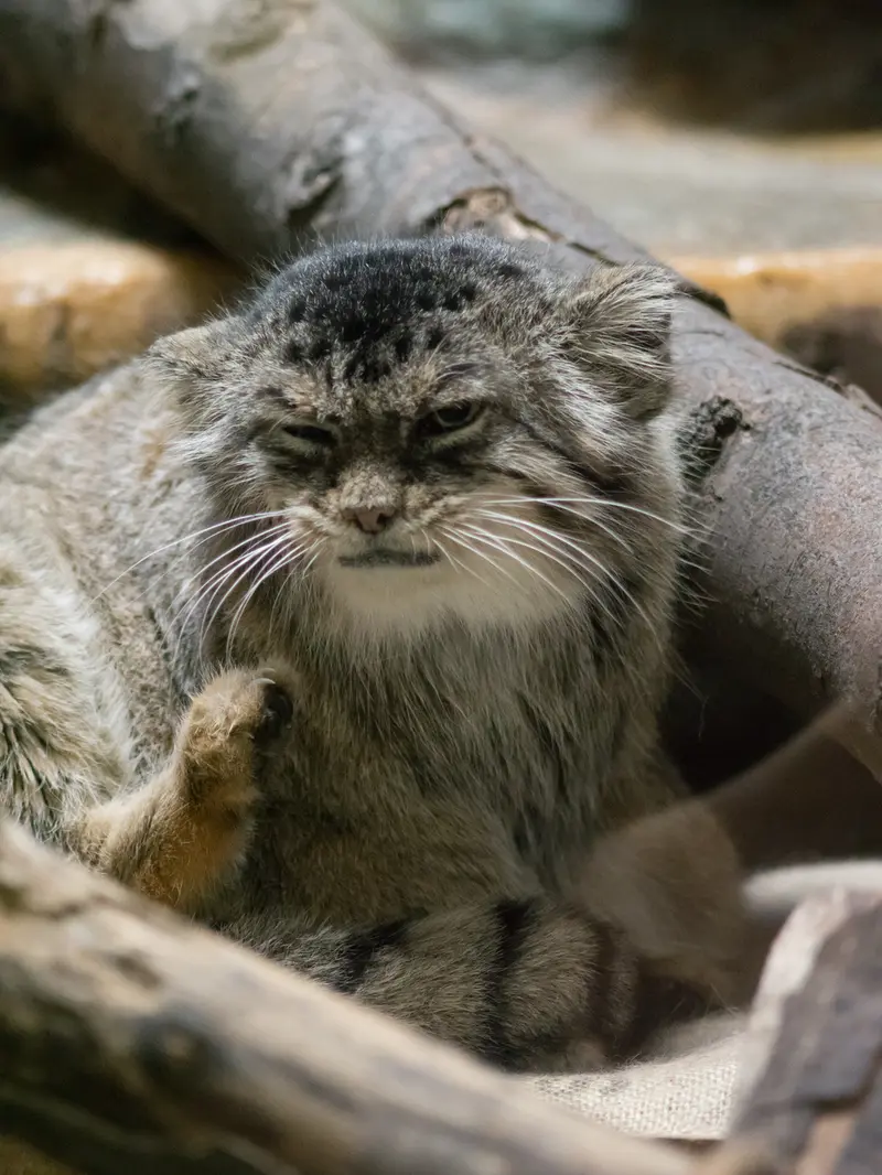 恩賜上野動物園のプリームラの写真