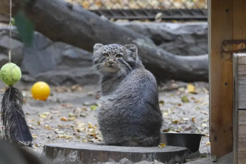 ノヴォシビルスク動物園のスネジャナの娘 b.2026 Ⅱの写真