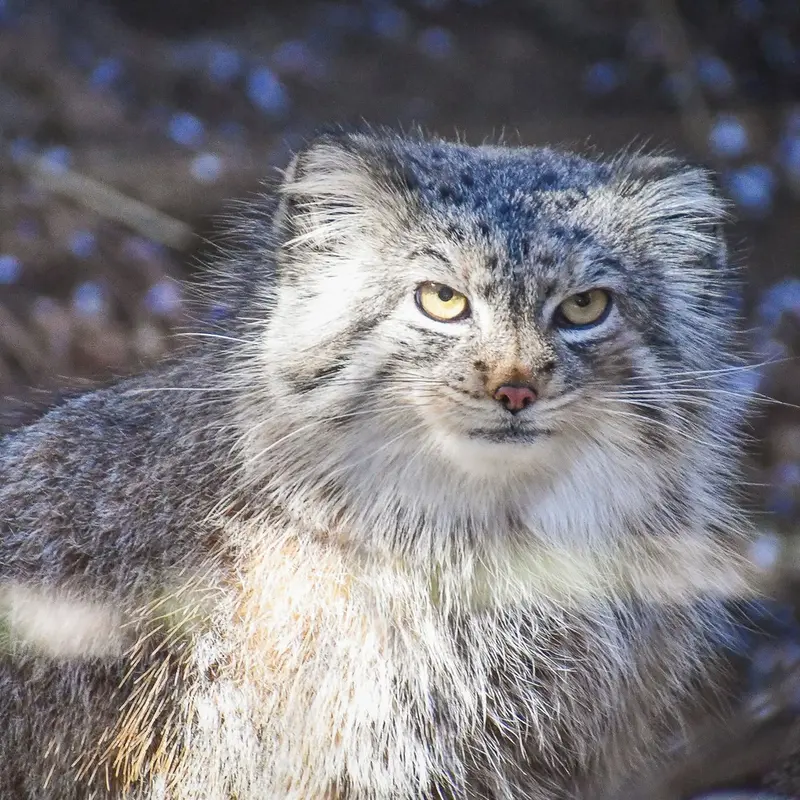 シャイアン・マウンテン動物園のナンシーの写真
