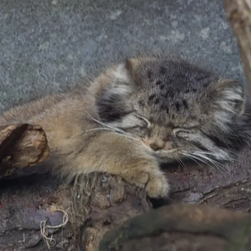 コロンバス動物園と水族館のパヴァルの写真