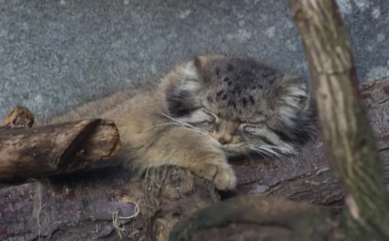 コロンバス動物園・水族館のパヴァルの写真