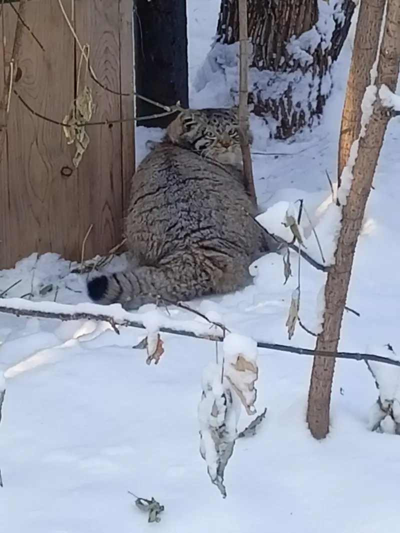 ノヴォシビルスク動物園のグレイの写真