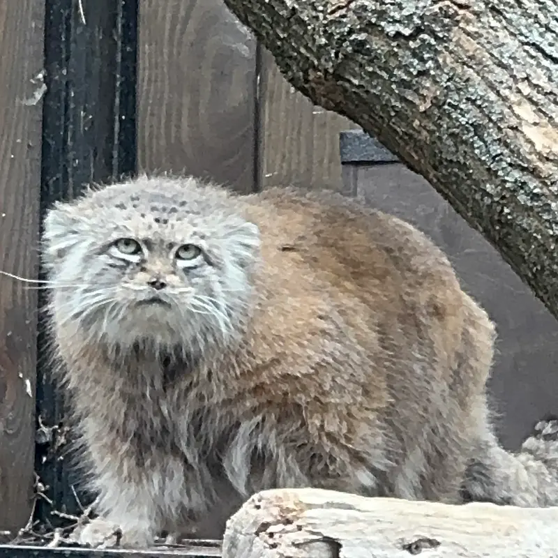 ワルシャワ動物園のジェシーの写真