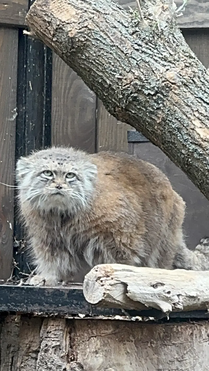 ワルシャワ動物園のジェシーの写真