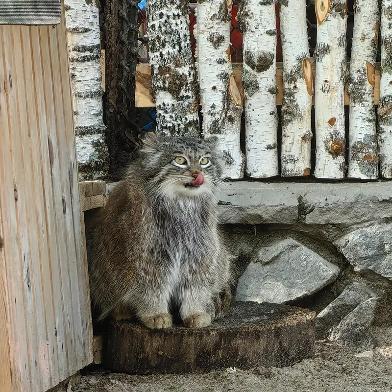 ノヴォシビルスク動物園のスネジンカの写真