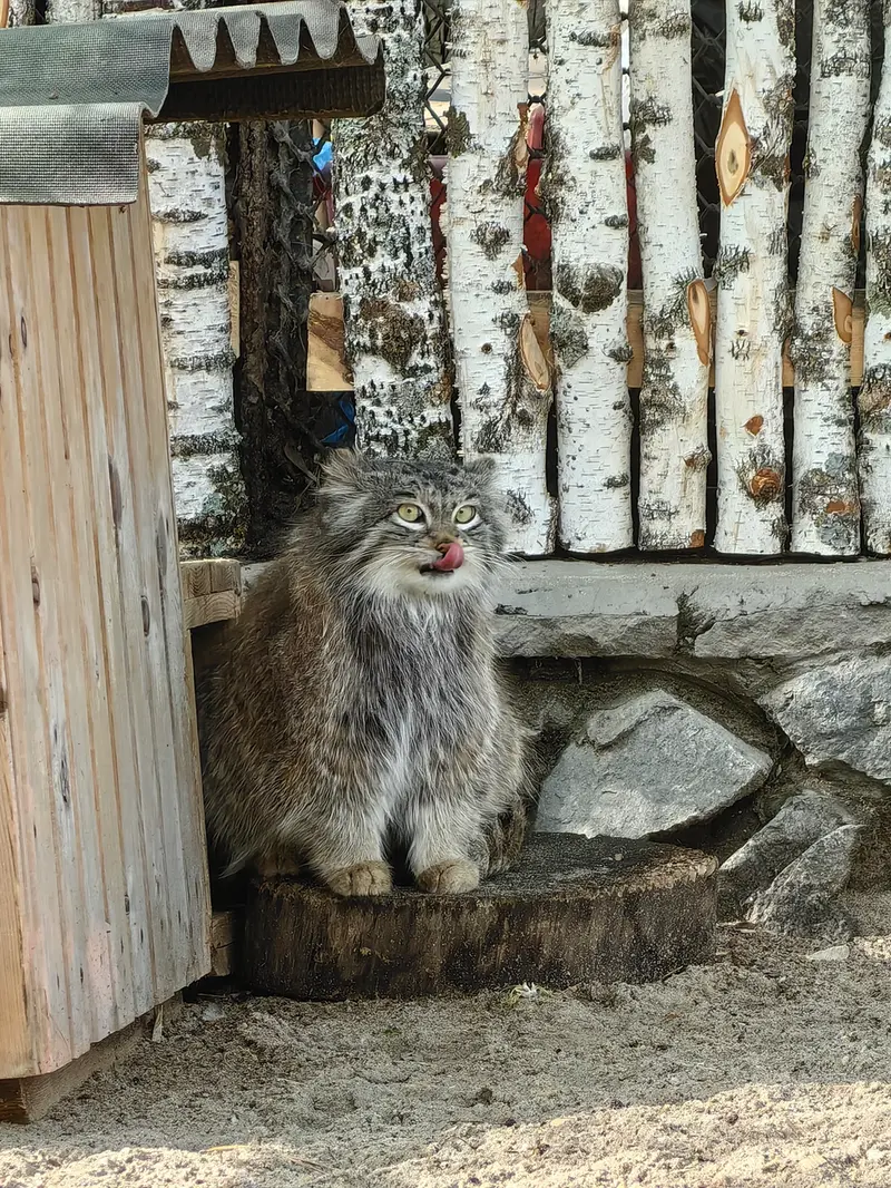 ノヴォシビルスク動物園のスネジンカの写真