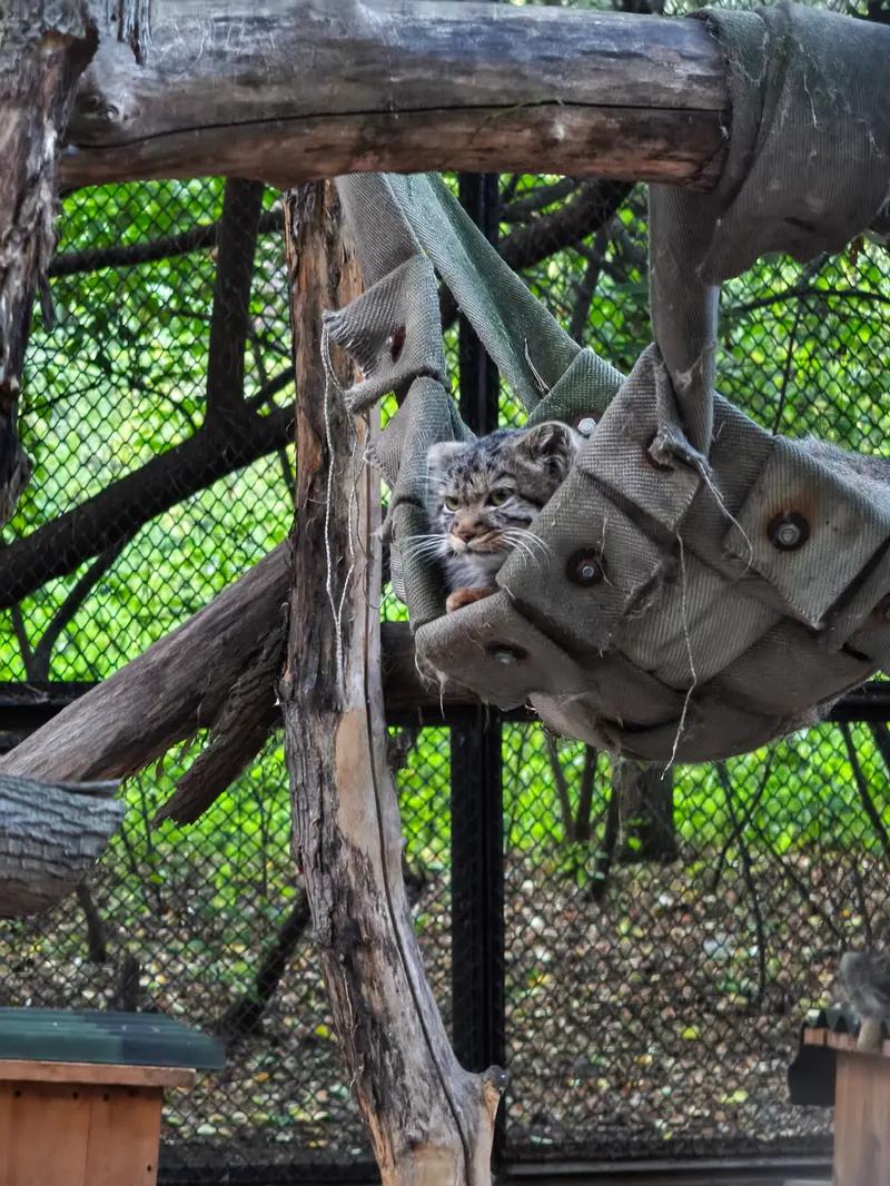 ノヴォシビルスク動物園のマヌルネコの写真