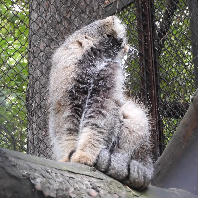 ノヴォシビルスク動物園のジョージの写真
