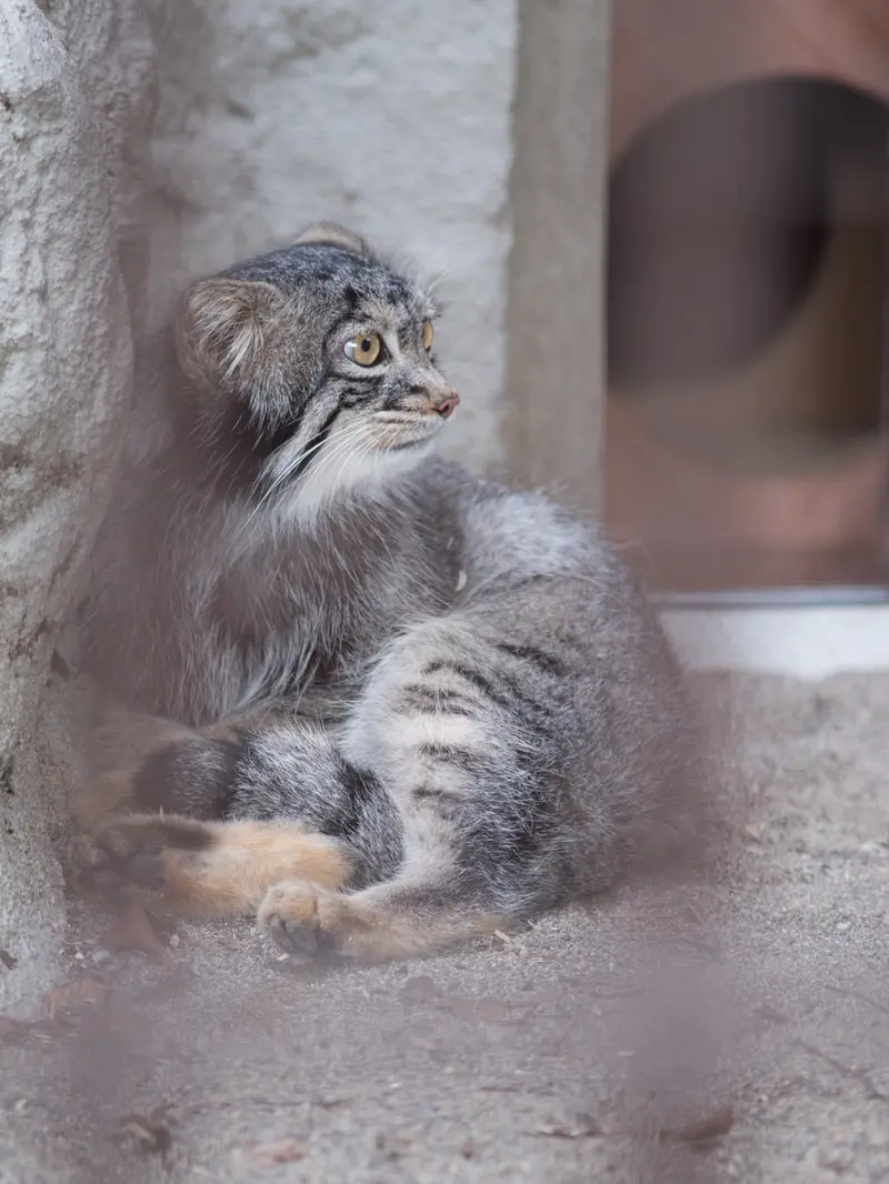 野毛山動物園のフィーガの写真