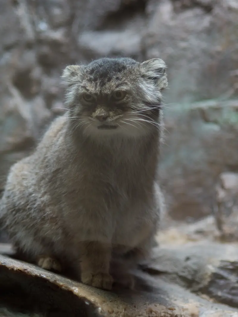 恩賜上野動物園のプリームラの写真