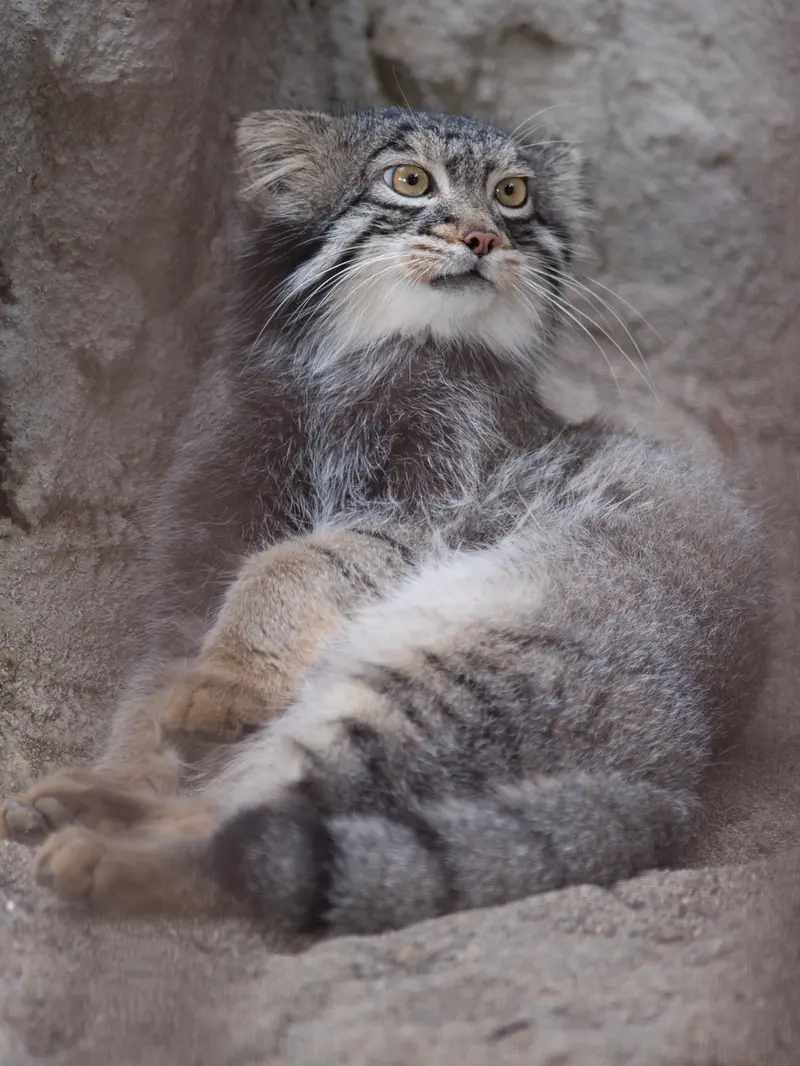 野毛山動物園のフィーガの写真