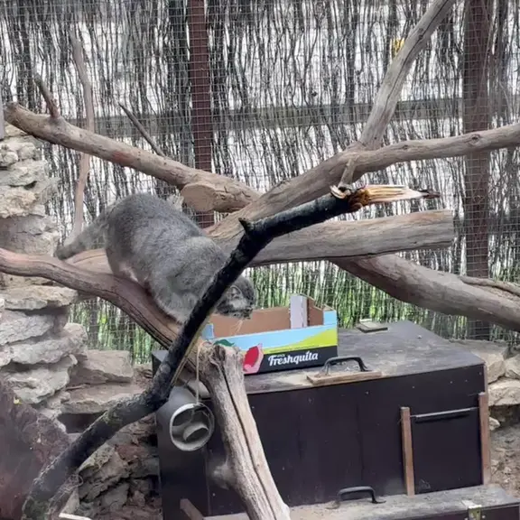 タリン動物園のマヌルネコの写真