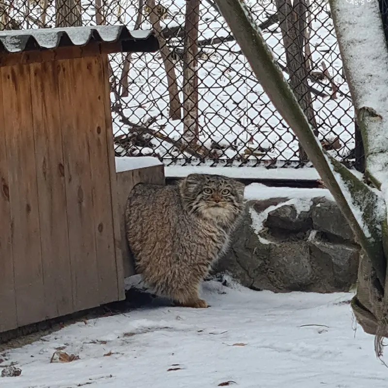 ノヴォシビルスク動物園のアデルの写真