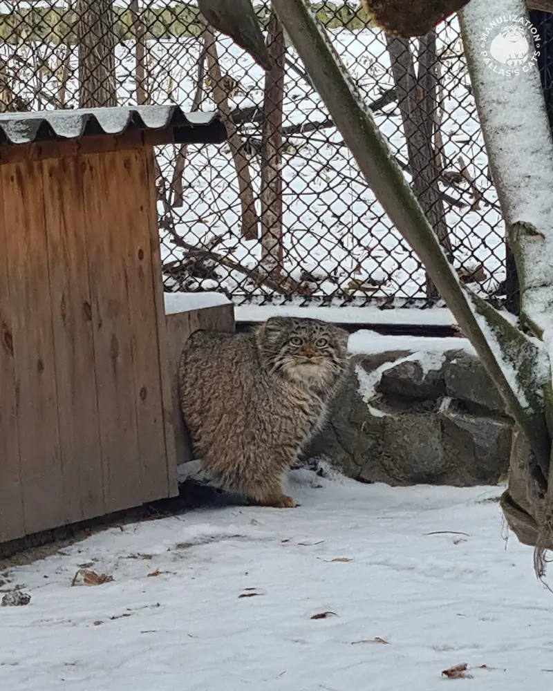 ノヴォシビルスク動物園のアデルの写真