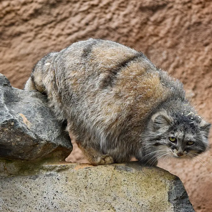 プラハ動物園のプリンセッサの写真