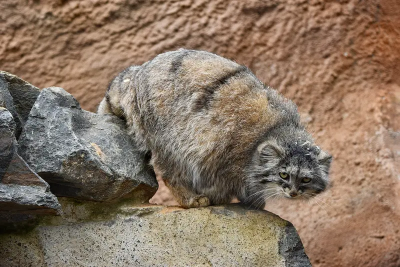 プラハ動物園のプリンセッサの写真