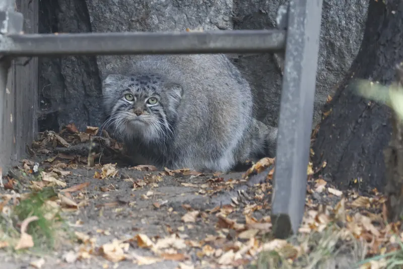 モスクワ動物園のティモフェイの写真